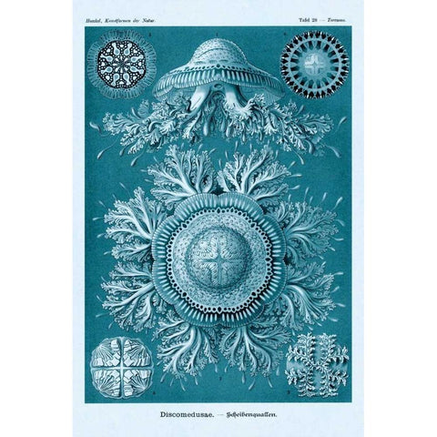 Haeckel Nature Illustrations: Jelly Fish - Blue-Green Tint White Modern Wood Framed Art Print by Haeckel, Ernst