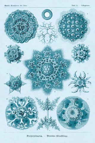 Haeckel Nature Illustrations: Polycytaria Radiolaria - Blue-Green Tint Black Ornate Wood Framed Art Print with Double Matting by Haeckel, Ernst