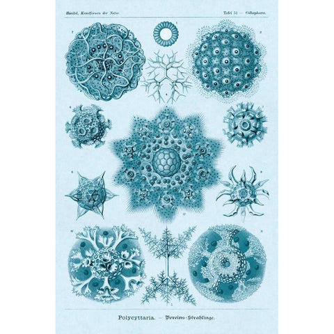 Haeckel Nature Illustrations: Polycytaria Radiolaria - Blue-Green Tint Gold Ornate Wood Framed Art Print with Double Matting by Haeckel, Ernst