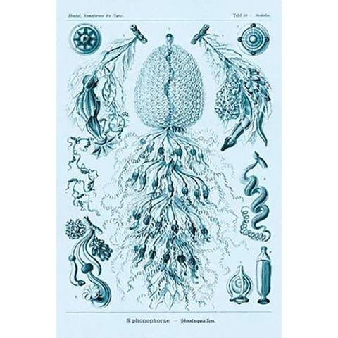 Haeckel Nature Illustrations: Siphoneae Hydrozoa - Blue-Green Tint Gold Ornate Wood Framed Art Print with Double Matting by Haeckel, Ernst