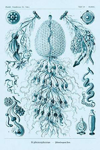 Haeckel Nature Illustrations: Siphoneae Hydrozoa - Blue-Green Tint White Modern Wood Framed Art Print with Double Matting by Haeckel, Ernst