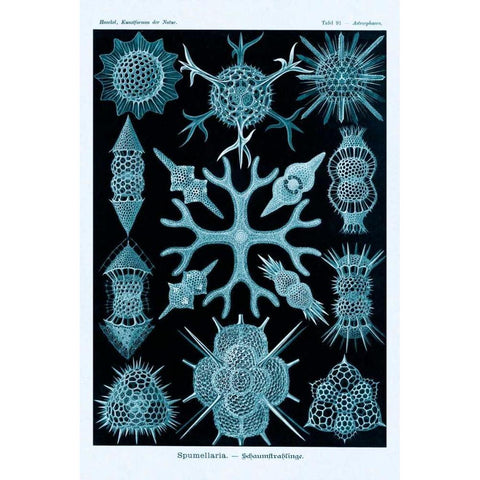 Haeckel Nature Illustrations: Spumellaria - Blue-Green Tint White Modern Wood Framed Art Print by Haeckel, Ernst