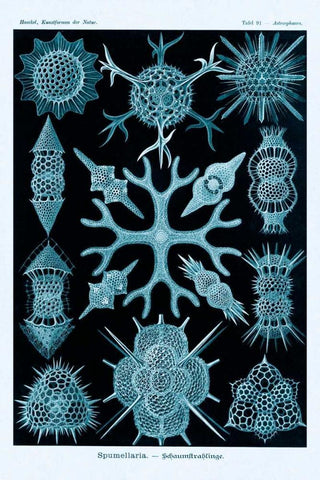 Haeckel Nature Illustrations: Spumellaria - Blue-Green Tint Black Ornate Wood Framed Art Print with Double Matting by Haeckel, Ernst