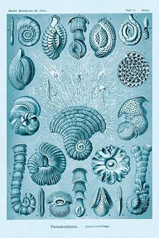 Haeckel Nature Illustrations: Talamophora, Formanifera, Rhisopods - Blue-Green Tint White Modern Wood Framed Art Print with Double Matting by Haeckel, Ernst