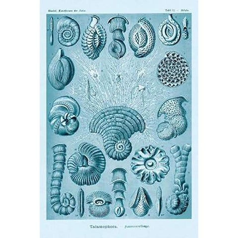 Haeckel Nature Illustrations: Talamophora, Formanifera, Rhisopods - Blue-Green Tint Black Modern Wood Framed Art Print by Haeckel, Ernst