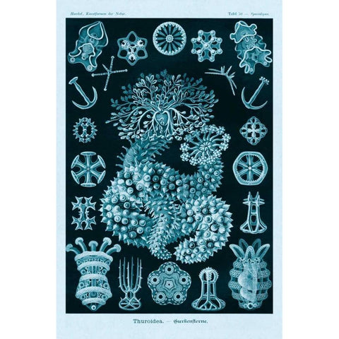 Haeckel Nature Illustrations: Sea Cucumbers - Blue-Green Tint White Modern Wood Framed Art Print by Haeckel, Ernst