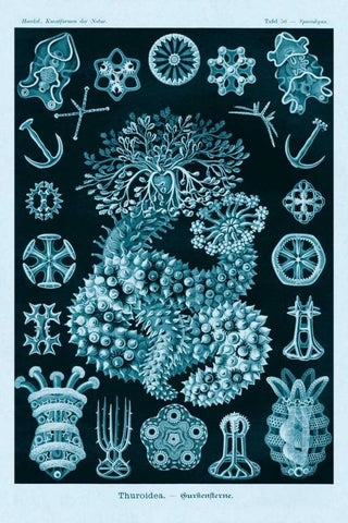 Haeckel Nature Illustrations: Sea Cucumbers - Blue-Green Tint Black Ornate Wood Framed Art Print with Double Matting by Haeckel, Ernst