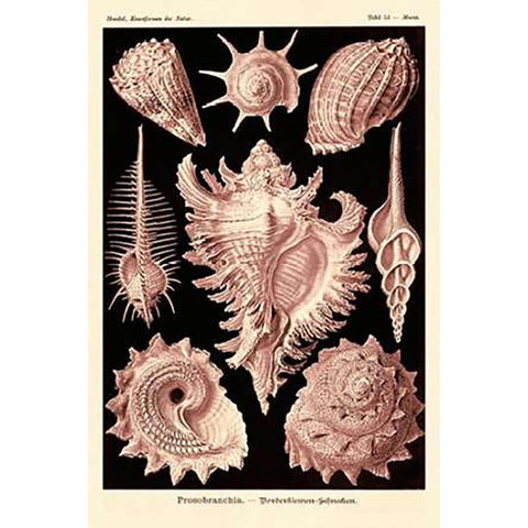 Haeckel Nature Illustrations: Gastropods - Rose Tint Gold Ornate Wood Framed Art Print with Double Matting by Haeckel, Ernst