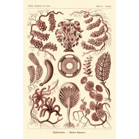 Haeckel Nature Illustrations: Siphoneae Hydrozoa - Rose Tint Gold Ornate Wood Framed Art Print with Double Matting by Haeckel, Ernst
