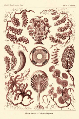 Haeckel Nature Illustrations: Siphoneae Hydrozoa - Rose Tint White Modern Wood Framed Art Print with Double Matting by Haeckel, Ernst