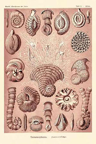 Haeckel Nature Illustrations: Talamophora, Formanifera, Rhisopods - Rose Tint Black Ornate Wood Framed Art Print with Double Matting by Haeckel, Ernst