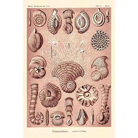Haeckel Nature Illustrations: Talamophora, Formanifera, Rhisopods - Rose Tint Black Modern Wood Framed Art Print with Double Matting by Haeckel, Ernst