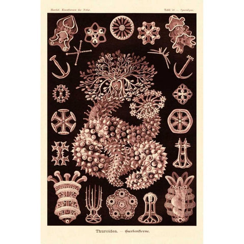 Haeckel Nature Illustrations: Sea Cucumbers- Rose Tint Gold Ornate Wood Framed Art Print with Double Matting by Haeckel, Ernst