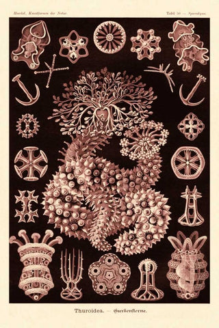 Haeckel Nature Illustrations: Sea Cucumbers- Rose Tint Black Ornate Wood Framed Art Print with Double Matting by Haeckel, Ernst