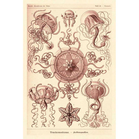 Haeckel Nature Illustrations: Trachomedusae - Jellyfish - Rose Tint White Modern Wood Framed Art Print by Haeckel, Ernst