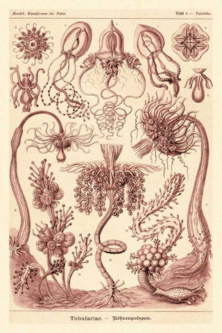 Haeckel Nature Illustrations: Tubularida - Tubularians - Rose Tint White Modern Wood Framed Art Print with Double Matting by Haeckel, Ernst