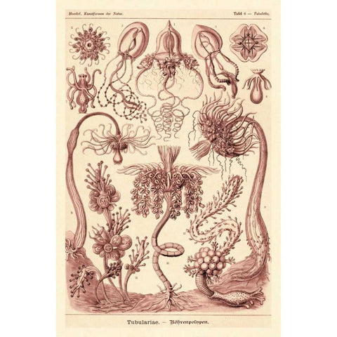 Haeckel Nature Illustrations: Tubularida - Tubularians - Rose Tint Black Modern Wood Framed Art Print with Double Matting by Haeckel, Ernst