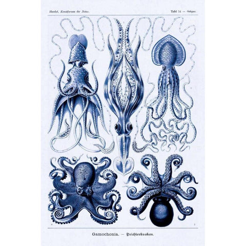 Haeckel Nature Illustrations: Jelly Fish - Dark Blue Tint Black Modern Wood Framed Art Print by Haeckel, Ernst