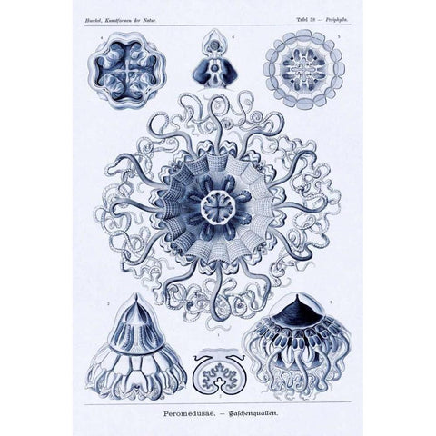 Haeckel Nature Illustrations: Polycytaria Radiolaria - Dark Blue Tint Black Modern Wood Framed Art Print with Double Matting by Haeckel, Ernst