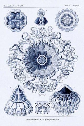 Haeckel Nature Illustrations: Polycytaria Radiolaria - Dark Blue Tint Black Ornate Wood Framed Art Print with Double Matting by Haeckel, Ernst