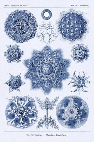 Haeckel Nature Illustrations: Siphoneae Hydrozoa - Dark Blue Tint Black Ornate Wood Framed Art Print with Double Matting by Haeckel, Ernst