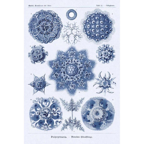 Haeckel Nature Illustrations: Siphoneae Hydrozoa - Dark Blue Tint Black Modern Wood Framed Art Print by Haeckel, Ernst