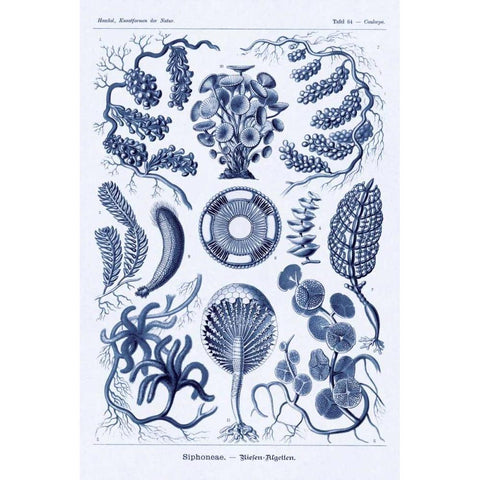 Haeckel Nature Illustrations: Siphoneae Hydrozoa - Dark Blue Tint White Modern Wood Framed Art Print by Haeckel, Ernst