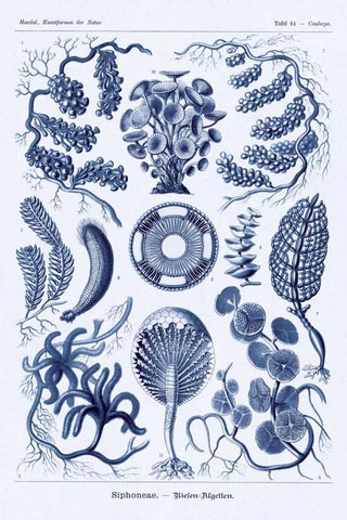 Haeckel Nature Illustrations: Siphoneae Hydrozoa - Dark Blue Tint White Modern Wood Framed Art Print with Double Matting by Haeckel, Ernst