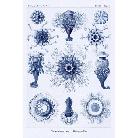 Haeckel Nature Illustrations: Siphoneae Hydrozoa - Dark Blue Tint Black Modern Wood Framed Art Print with Double Matting by Haeckel, Ernst