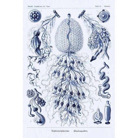 Haeckel Nature Illustrations: Siphoneae Hydrozoa - Dark Blue Tint Gold Ornate Wood Framed Art Print with Double Matting by Haeckel, Ernst