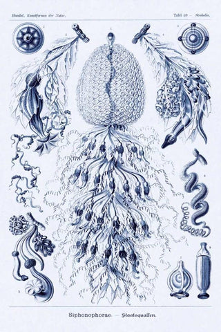 Haeckel Nature Illustrations: Siphoneae Hydrozoa - Dark Blue Tint Black Ornate Wood Framed Art Print with Double Matting by Haeckel, Ernst