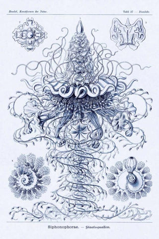 Haeckel Nature Illustrations: Tubularida - Tubularians - Dark Blue Tint White Modern Wood Framed Art Print with Double Matting by Haeckel, Ernst
