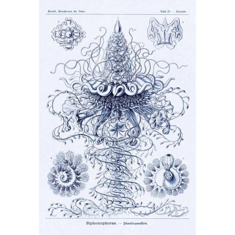 Haeckel Nature Illustrations: Tubularida - Tubularians - Dark Blue Tint Black Modern Wood Framed Art Print with Double Matting by Haeckel, Ernst