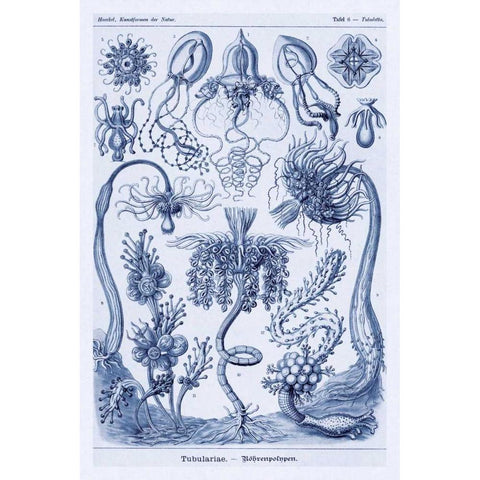 Haeckel Nature Illustrations: Cephlopods - Dark Blue Tint White Modern Wood Framed Art Print by Haeckel, Ernst