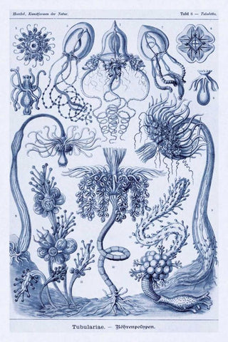 Haeckel Nature Illustrations: Cephlopods - Dark Blue Tint White Modern Wood Framed Art Print with Double Matting by Haeckel, Ernst