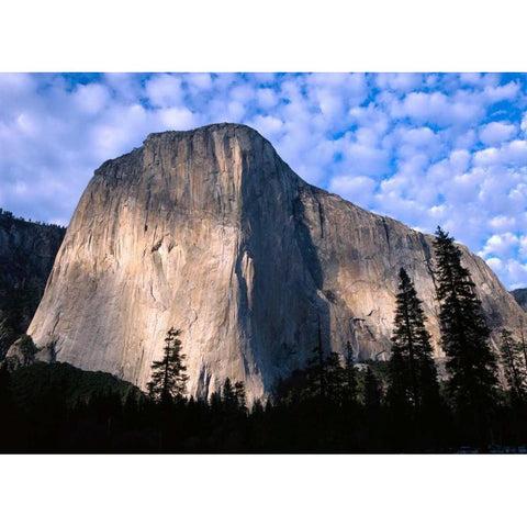 El Capitan rising over the forest, Yosemite National Park, California Black Modern Wood Framed Art Print with Double Matting by Fitzharris, Tim