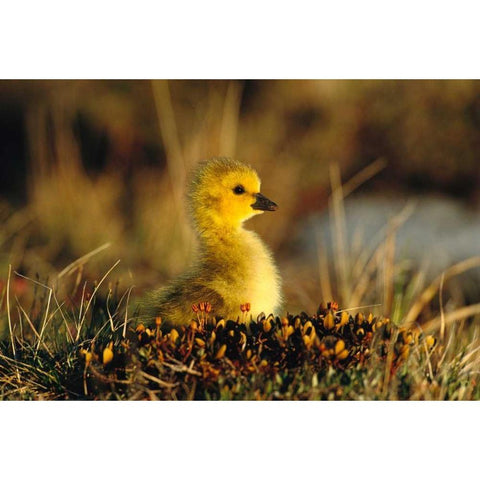 Canada Goose gosling, Churchill, Manitoba, Canada Gold Ornate Wood Framed Art Print with Double Matting by Vezo, Tom