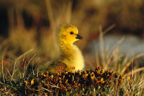 Canada Goose gosling, Churchill, Manitoba, Canada Black Ornate Wood Framed Art Print with Double Matting by Vezo, Tom