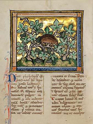 A Hedgehog White Modern Wood Framed Art Print with Double Matting by Franco-Flemish 13th Century