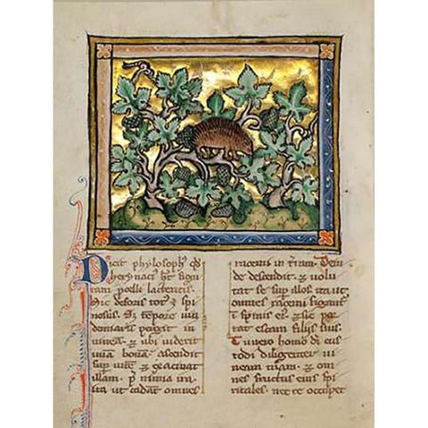 A Hedgehog White Modern Wood Framed Art Print by Franco-Flemish 13th Century
