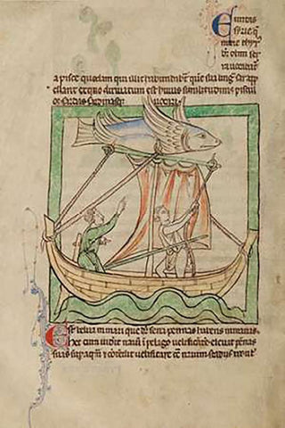 A Flying Fish White Modern Wood Framed Art Print with Double Matting by English 13th Century