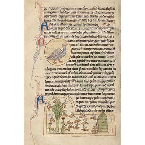 A Duck; Bees Black Modern Wood Framed Art Print with Double Matting by English 13th Century