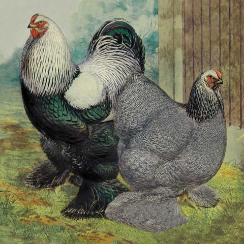 Chickens: Dark Brahmas White Modern Wood Framed Art Print with Double Matting by Wright, Lewis