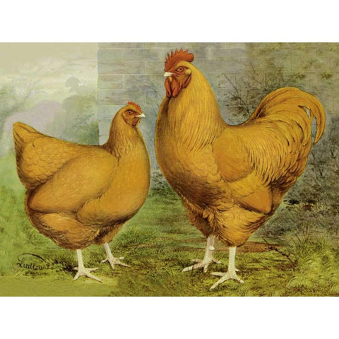 Chickens: Buff Orpingtons Gold Ornate Wood Framed Art Print with Double Matting by Wright, Lewis