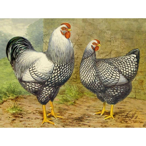 Chickens: Silver Laced Wyandottes Black Modern Wood Framed Art Print by Wright, Lewis