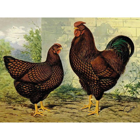 Chickens: Golden Wyandottes White Modern Wood Framed Art Print by Wright, Lewis