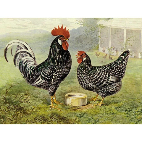 Chickens: Anconas White Modern Wood Framed Art Print by Wright, Lewis
