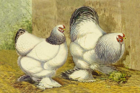 Chickens: Light Brahmas Black Ornate Wood Framed Art Print with Double Matting by Wright, Lewis