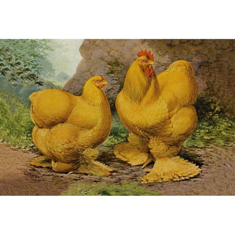 Chickens: Buff Cochins White Modern Wood Framed Art Print by Wright, Lewis