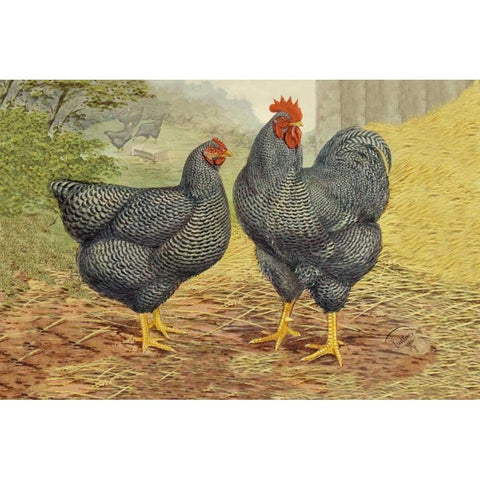 Chickens: Plymouth Rocks White Modern Wood Framed Art Print by Wright, Lewis